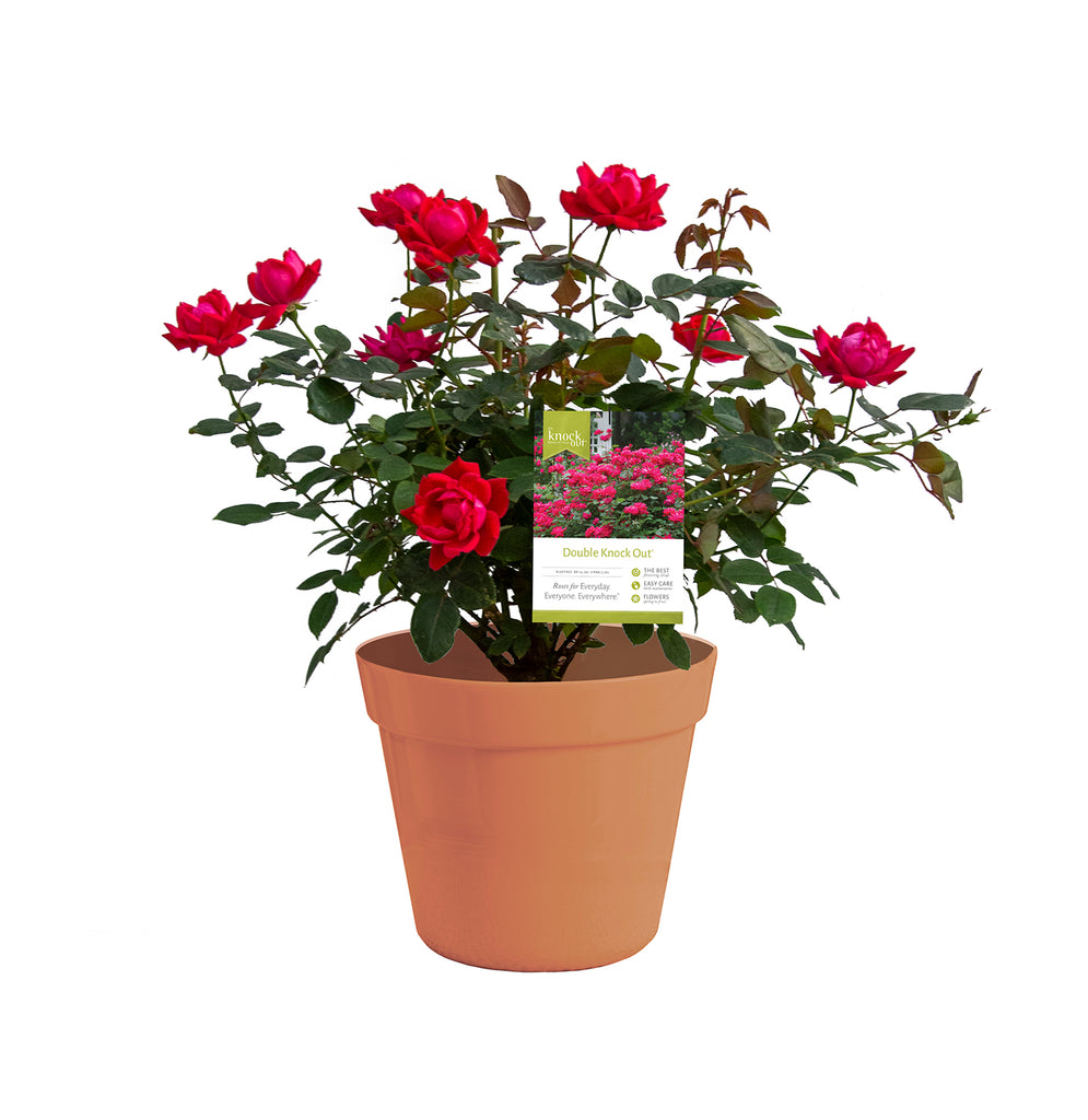 double pot planter Rose - Double Knock Out - Goth Patio Gardening