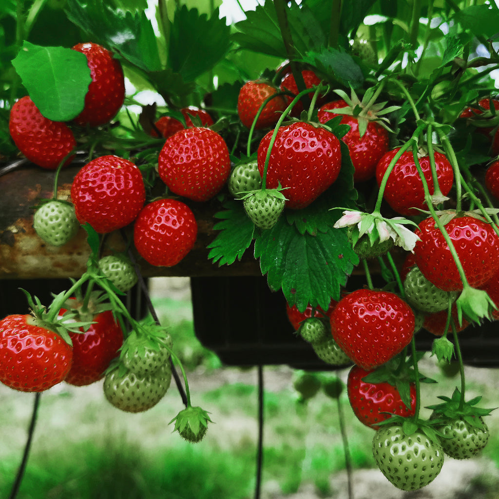 chandler strawberry seeds for sale Strawberry - Chandler - Everbearing