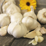 Garlic - Softneck - Silverskin Silver Rose