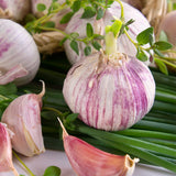 Garlic - Softneck - Silverskin Silver Rose