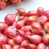 Dutch Shallot - Red
