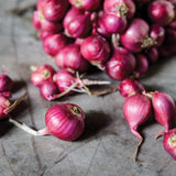 Dutch Shallot - Red