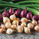 Shallots - Fresh Crop - Medley