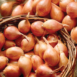 Shallots - Fresh Crop - Medley