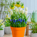 Spring Blooming - Concertos - Patio Planter Kit - with Decorative Metal Planter, Nursery Pot, Growing Medium, Gloves and Planting Stock