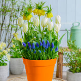 Spring Blooming - Concertos - Patio Planter Kit - with Decorative Metal Planter, Nursery Pot, Growing Medium, Gloves and Planting Stock