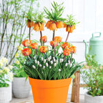 Spring Blooming - Harmony - Patio Planter Kit - with Decorative Metal Planter, Nursery Pot, Growing Medium, Gloves and Planting Stock
