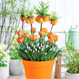 Spring Blooming - Harmony - Patio Planter Kit - with Decorative Metal Planter, Nursery Pot, Growing Medium, Gloves and Planting Stock
