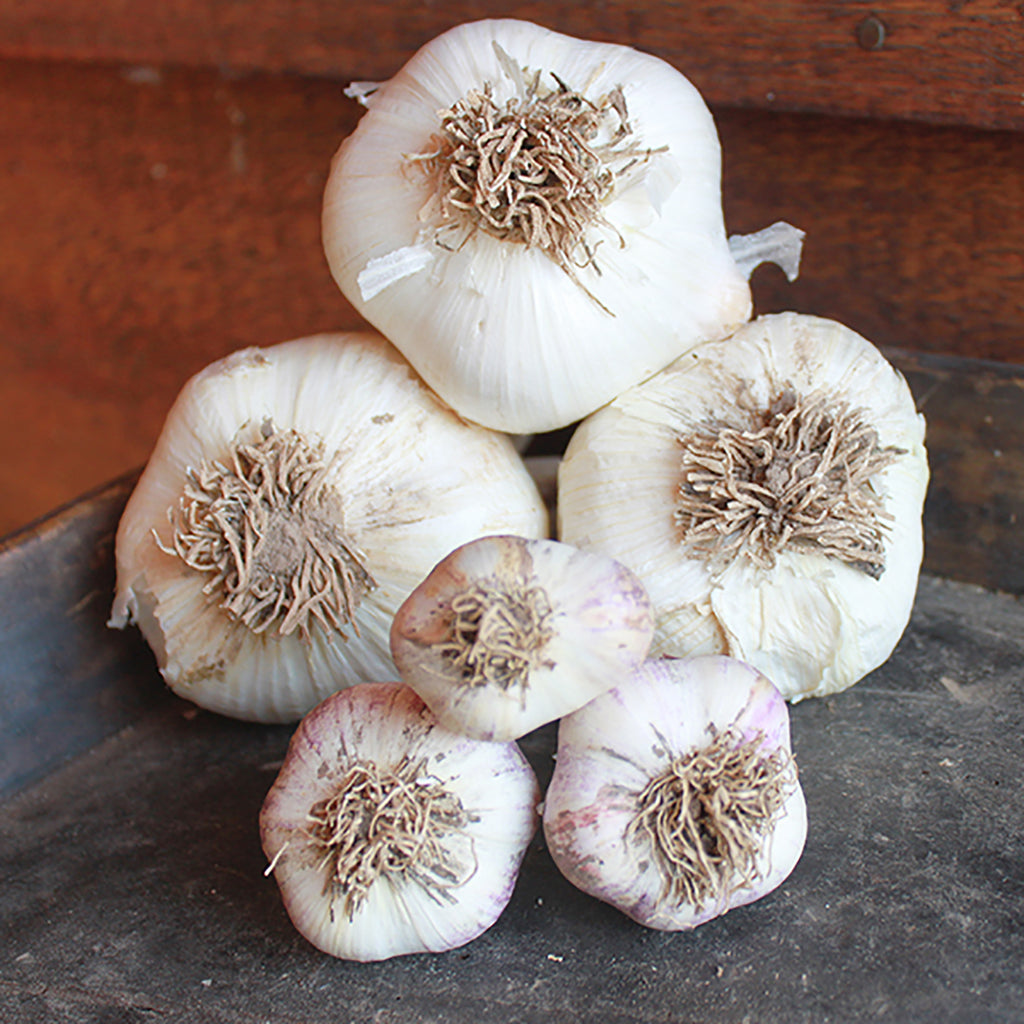 elephant garlic plants for sale Elephant Garlic – Plantcetera