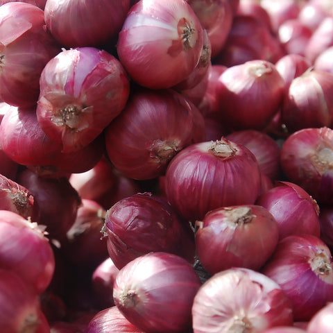 Dutch Shallot - Red