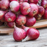 Fresh Crop Shallot Medley