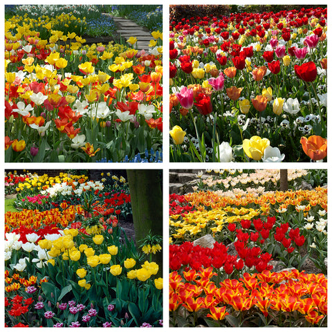 Tulip - All Types & Colors Clearance Mix