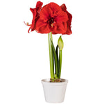 Premium Fast Track Amaryllis™ - Hypersonic™