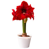 Premium Fast Track Amaryllis™ - Hypersonic™