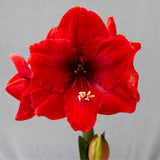 Premium Fast Track Amaryllis™ - Hypersonic™