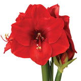 Premium Fast Track Amaryllis™ - Hypersonic™