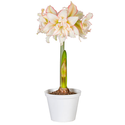 Premium Fast Track Amaryllis - Impatient