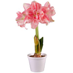 Premium Fast Track Amaryllis™ - Double Time™