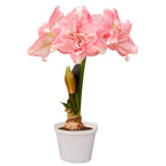 Premium Fast Track Amaryllis™ - Double Time™