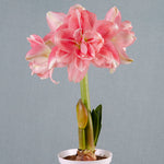 Premium Fast Track Amaryllis™ - Double Time™