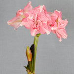 Premium Fast Track Amaryllis™ - Double Time™