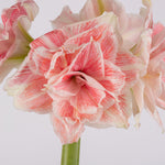 Premium Fast Track Amaryllis™ - Double Time™