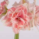 Premium Fast Track Amaryllis™ - Double Time™