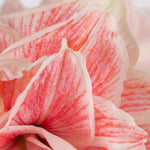 Premium Fast Track Amaryllis™ - Double Time™