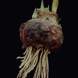 Amaryllis - African - Milady®