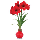 Amaryllis - Red Lion - XL Red Waxed - Ready-to-Bloom Indoor Bulb