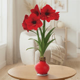 Amaryllis - Red Lion - XL Red Waxed - Ready-to-Bloom Indoor Bulb