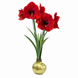 Amaryllis - Red Lion - XL Gold Waxed - Ready-to-Bloom Indoor Bulb