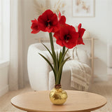 Amaryllis - Red Lion - XL Gold Waxed - Ready-to-Bloom Indoor Bulb