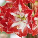 Amaryllis - Minerva - XL Green Waxed - Ready-to-Bloom Indoor Bulb