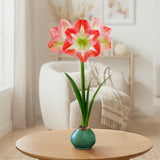 Amaryllis - Minerva - XL Green Waxed - Ready-to-Bloom Indoor Bulb