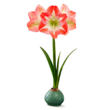 Amaryllis - Minerva - XL Green Waxed - Ready-to-Bloom Indoor Bulb