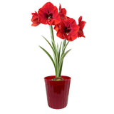 Amaryllis - Red Lion - Kit - Decorative Conical Plastic Planter