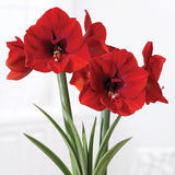 Amaryllis - Red Lion - Kit - Decorative Conical Plastic Planter