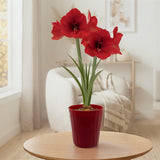Amaryllis - Red Lion - Kit - Decorative Conical Plastic Planter