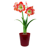 Amaryllis - Minerva - Kit - Decorative Conical Plastic Planter