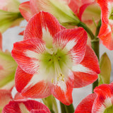 Amaryllis - Minerva - Kit - Decorative Conical Plastic Planter