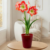 Amaryllis - Minerva - Kit - Decorative Conical Plastic Planter