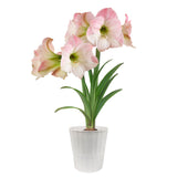 Amaryllis - Apple Blossom - Kit - Decorative Conical Plastic Planter