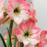 Amaryllis - Apple Blossom - Kit - Decorative Conical Plastic Planter
