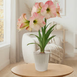 Amaryllis - Apple Blossom - Kit - Decorative Conical Plastic Planter