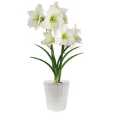 Amaryllis - Ludwig Dazzler - Kit - White Decorative Conical Plastic Planter