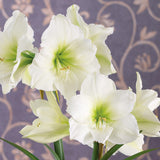 Amaryllis - Ludwig Dazzler - Kit - White Decorative Conical Plastic Planter