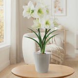 Amaryllis - Ludwig Dazzler - Kit - White Decorative Conical Plastic Planter