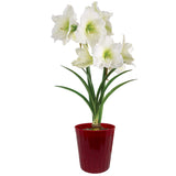 Amaryllis - Ludwig Dazzler - Kit - Red Decorative Conical Plastic Planter