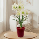 Amaryllis - Ludwig Dazzler - Kit - Red Decorative Conical Plastic Planter
